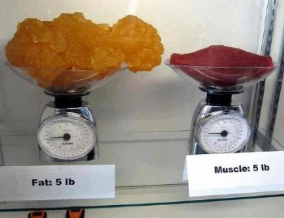 muscle-vs-fat.jpg