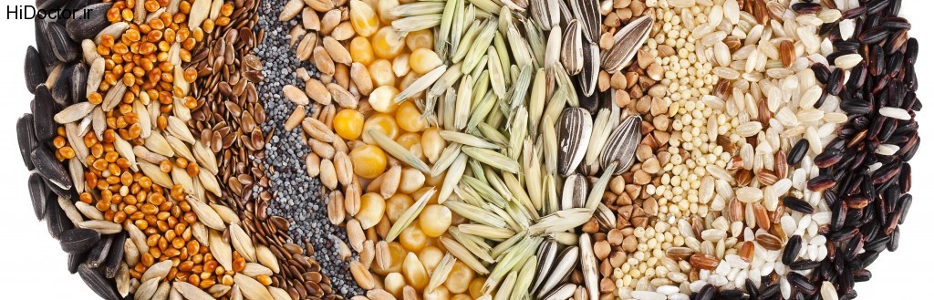 seeds-1024x329.jpg