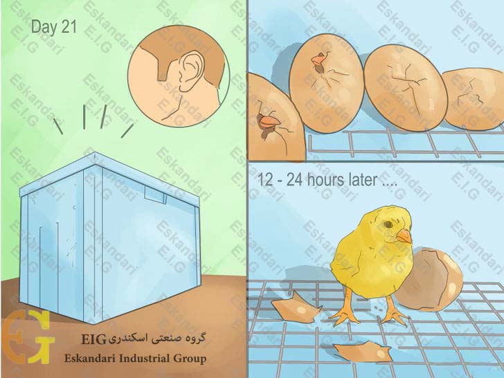 Make-a-Simple-Homemade-Incubator-for-Chicks-Step-11.jpg