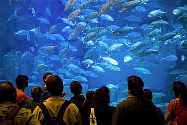 Jeux-FB-Aquarium-Paris.jpg