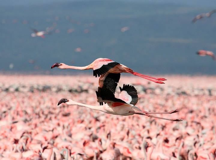 Flying_Pink_Flamingos.jpg
