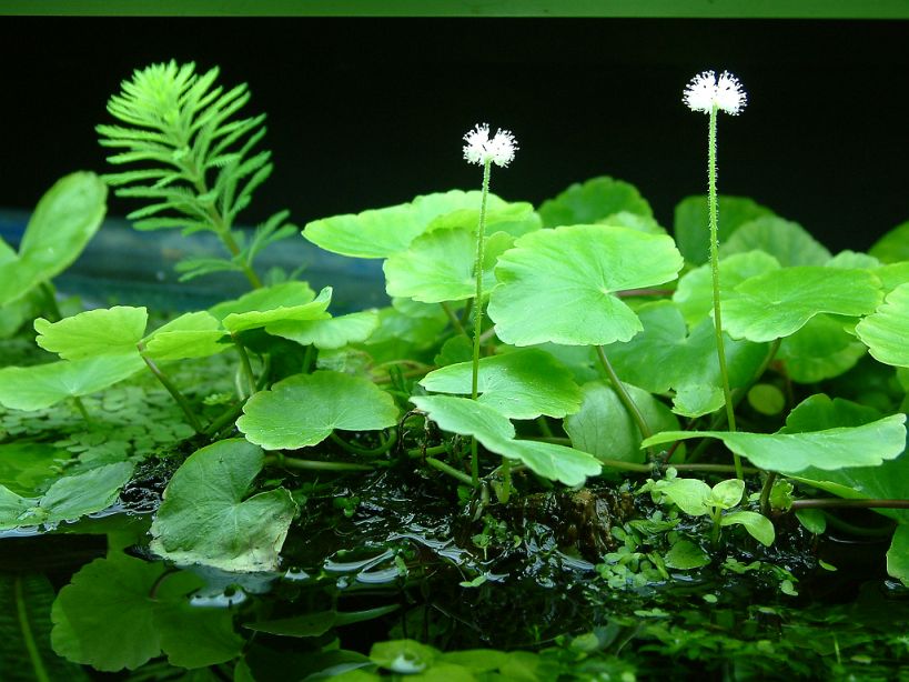 Hydrocotyle_leucocephala_emers.jpg