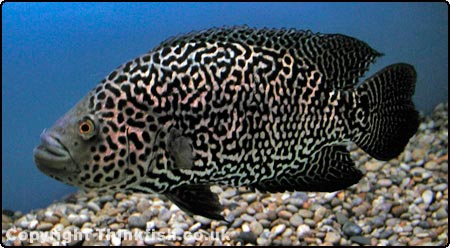 1107_jaguar_cichlid.jpg