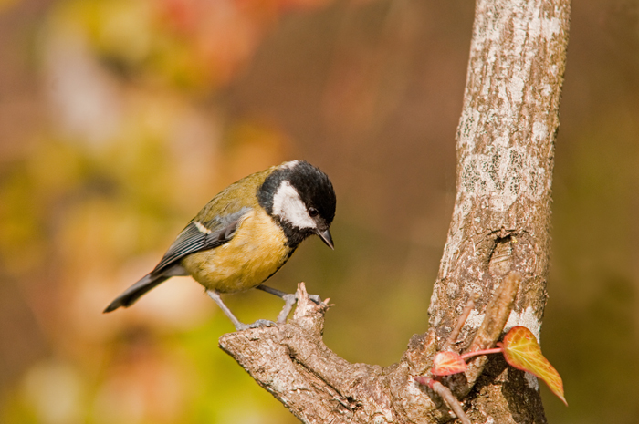 Great-Tit-Cloudy-WB1.jpg