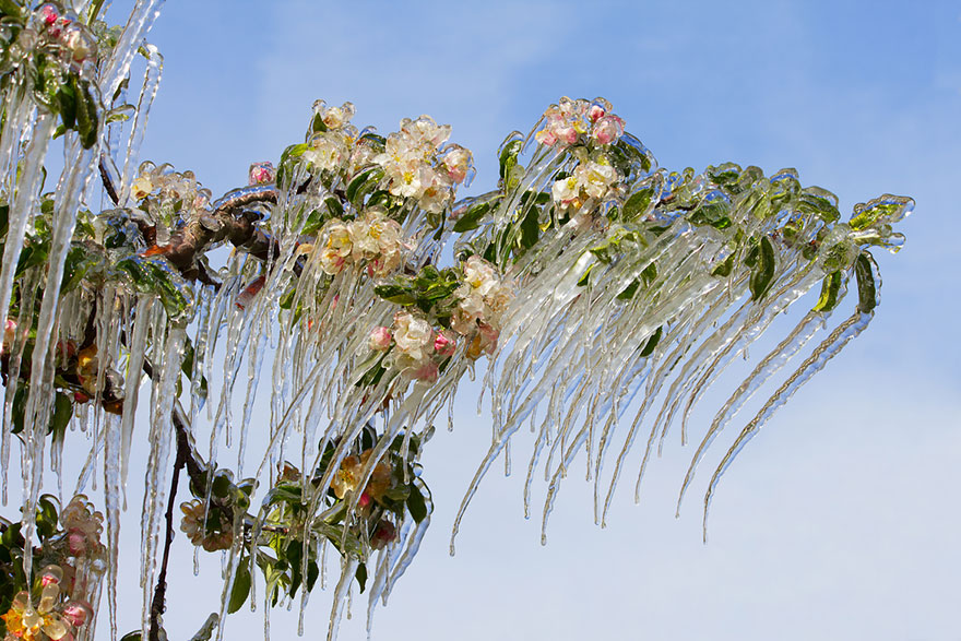 icicle.jpg