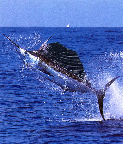 Broadbill_Swordfish.jpg