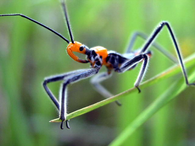 Pulau_Ubin___Insect_1_by_eRijAzZ.jpg