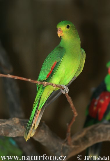 Parrot1008.jpg