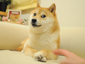 Original_Doge_meme.jpg