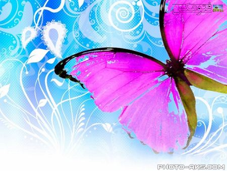 color_batterfly_wallpaper.jpg