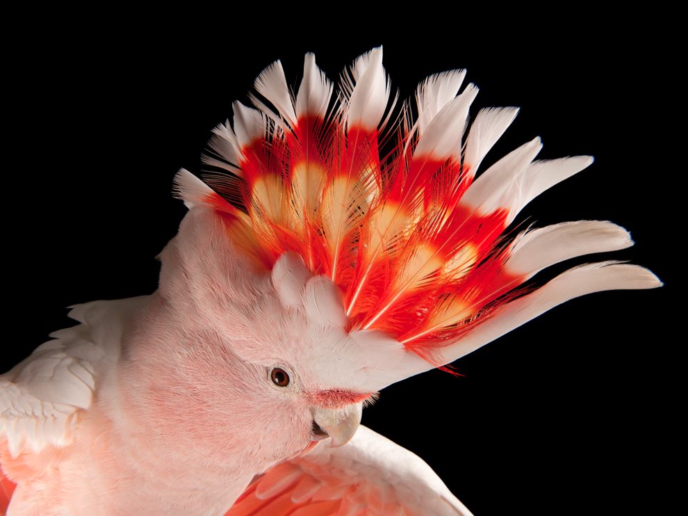 pink_cockatoo_china_sartore_72062_990x742.jpg