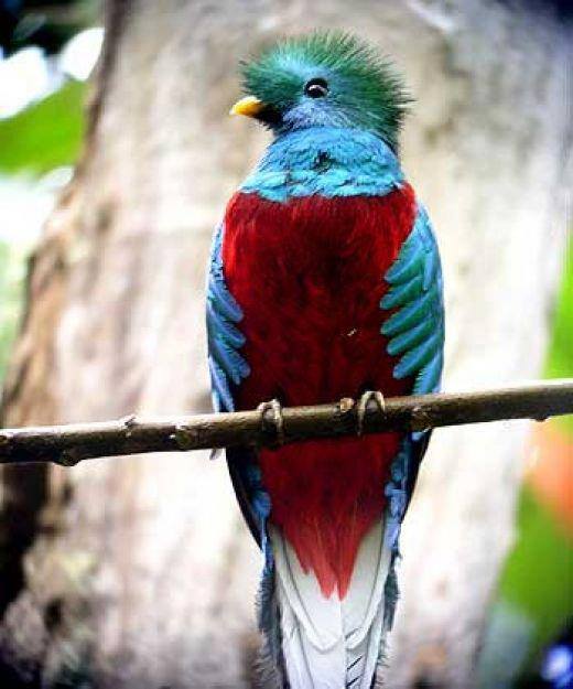 Quetzal_the_national_bird_of_Guatemala.jpg