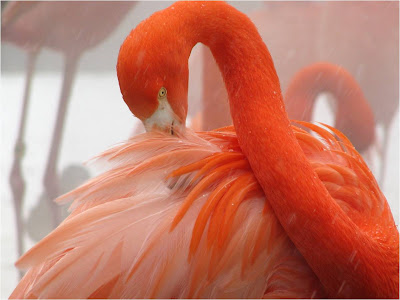 Flamingo%2BFriday%2B-%2BPreeninInTheSnow.jpg