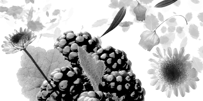 km_flowers.gif
