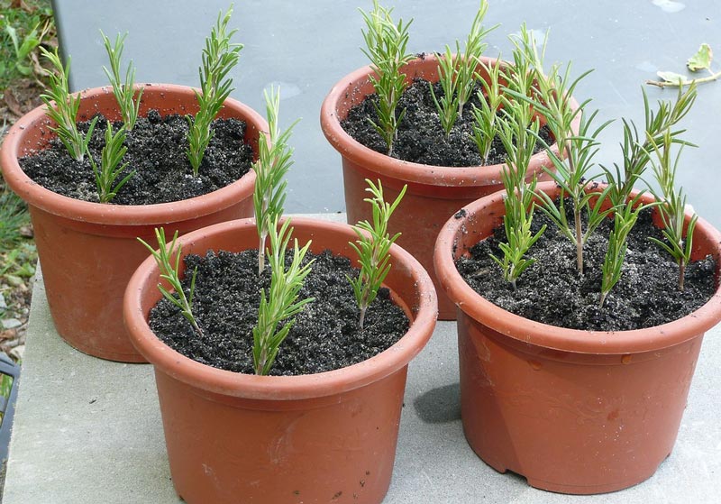 6-Rosemary.jpg