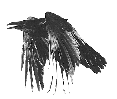 raven.gif