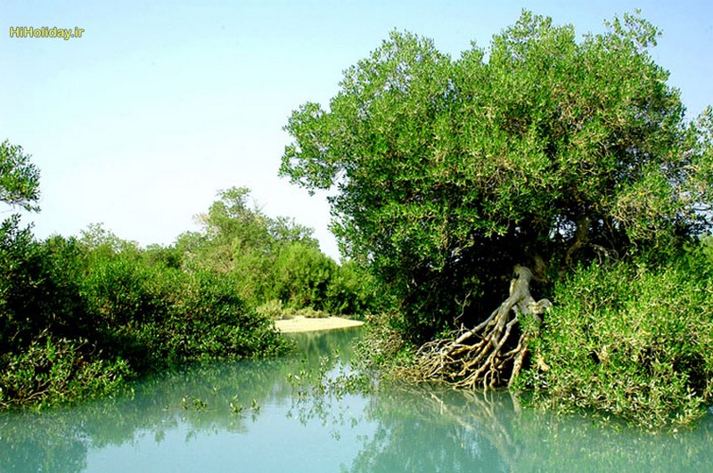 Hara-Forest-Qeshm1.jpg