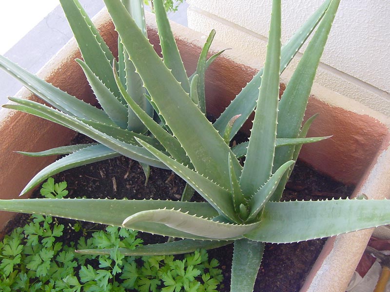 2-Aloe-Vera.jpg