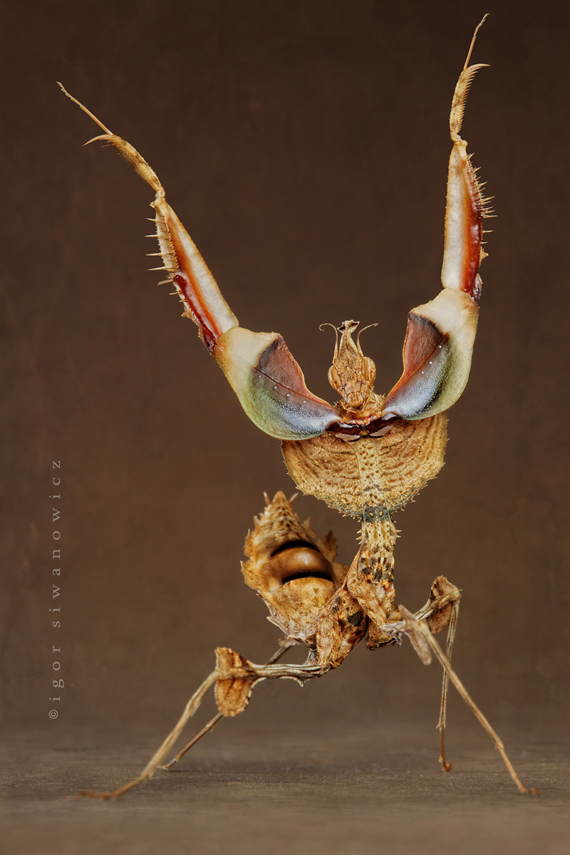 jazz_hands_by_Blepharopsis.jpg