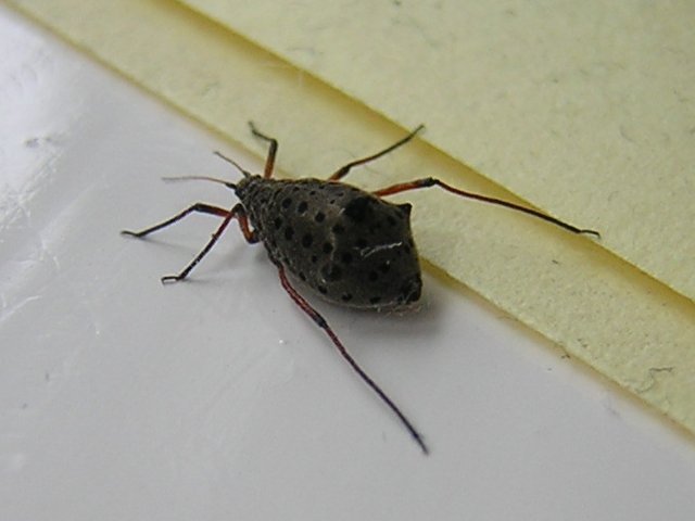 Tarquin_unknown_spiny_insect.jpeg