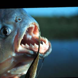 piranha%2520(2).jpg