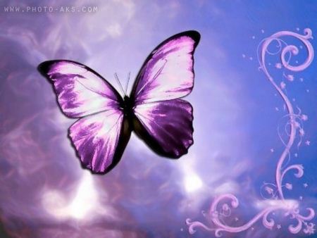 violet-butterfly.jpg