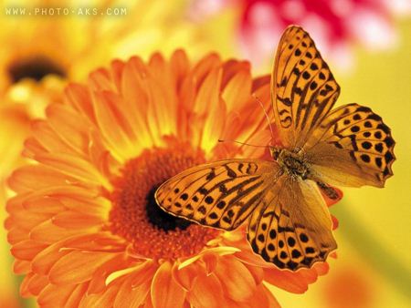 yellow-butterfly.jpg