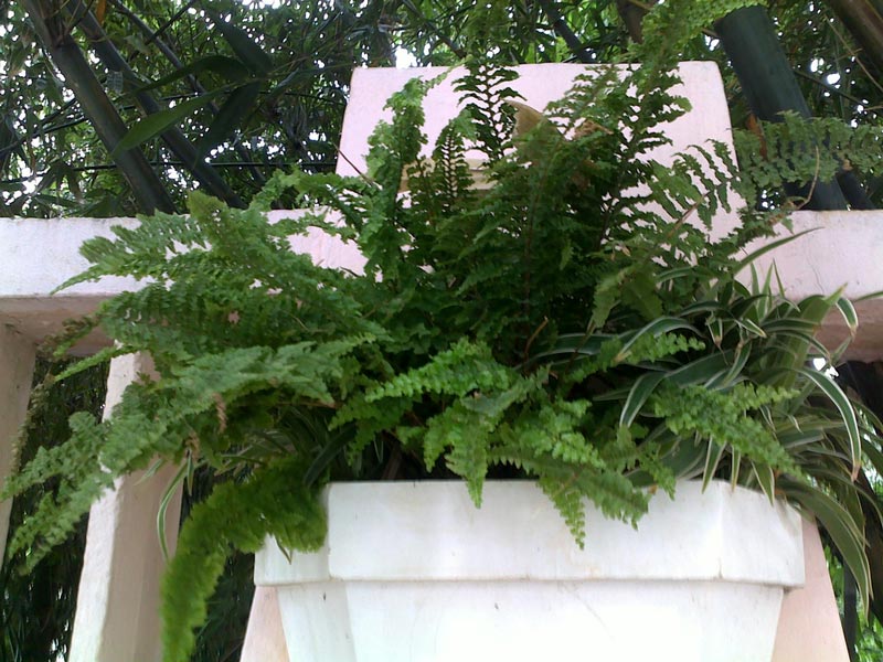 8-Boston-Fern.jpg