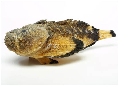 _41925980_stonefish.jpg