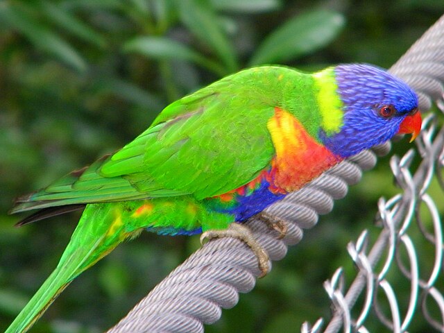 640px-Rainbow_Bird_in_Jurong_Bird_Park.jpg