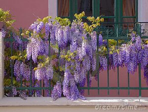 visteria-300x227.jpg