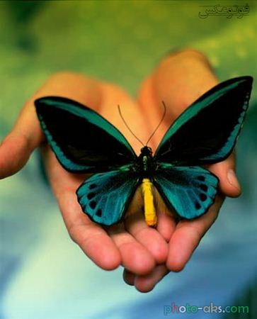 butterfly-on-hands.jpg