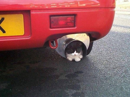 car-with-cat-in-muffler.jpg