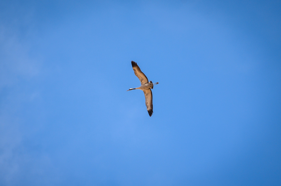 cdac_dsc_0905-1.jpg
