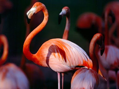 greater-flamingo_560_600x450.jpg