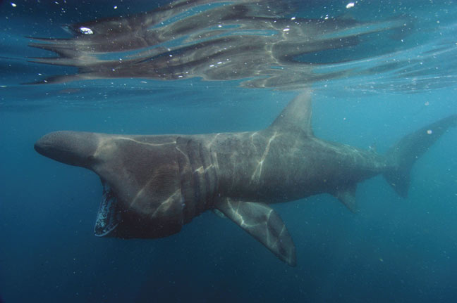 Basking-shark-big.jpg