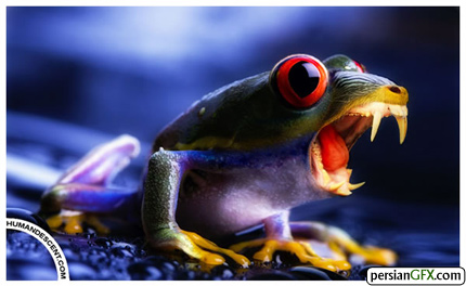 nostafrog.jpg