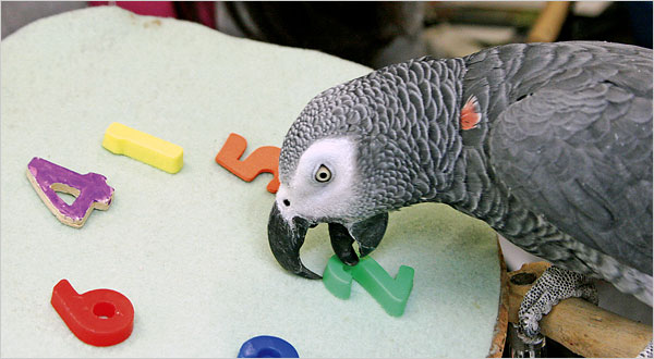 Parrot1013.jpg