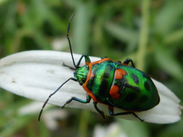 120211+insect+bug+lurid+1.jpg