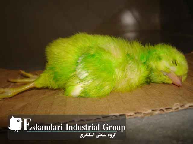 chiken_Color.jpg
