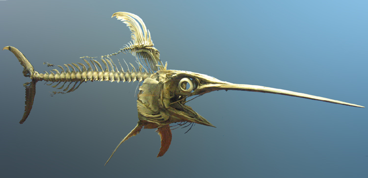 Swordfish_skeleton.jpg