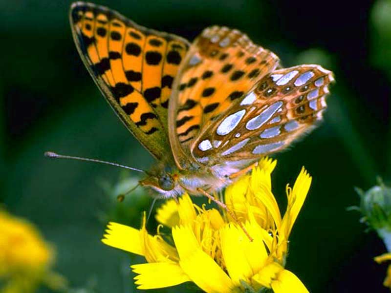 brown-butterfly-on-yellow-flower.jpg