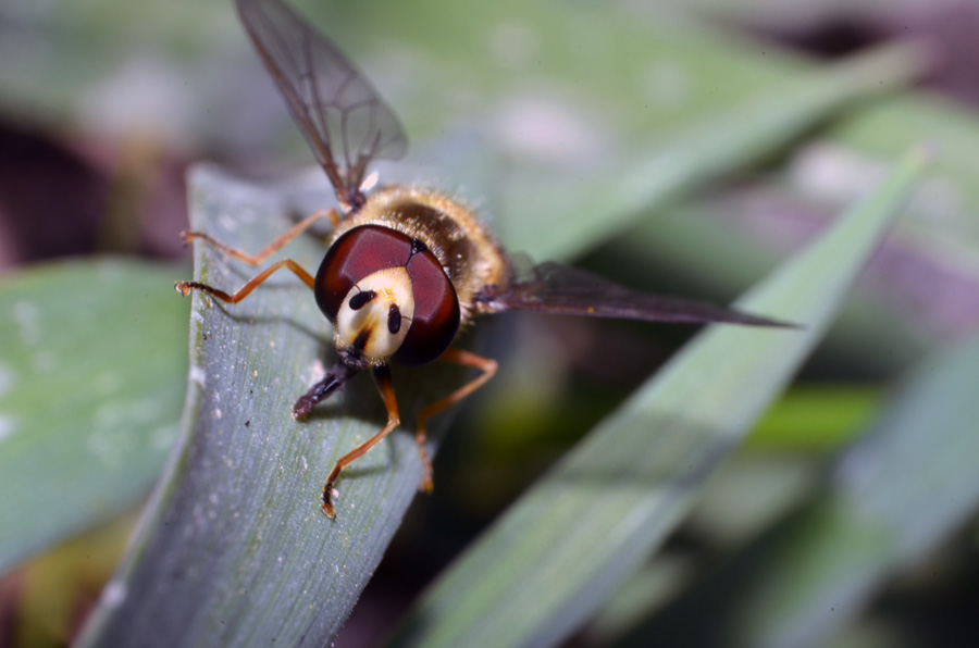 33vx_dsc_1261-1+.jpg