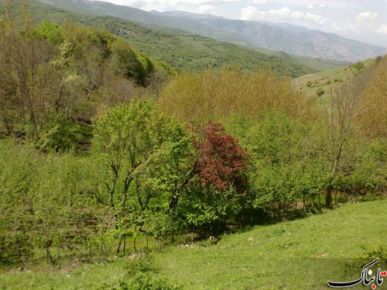 153884_230.jpg