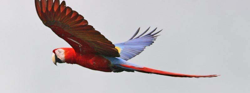 Parrot1028.jpg