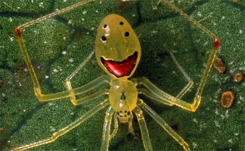 icky_spider.jpg