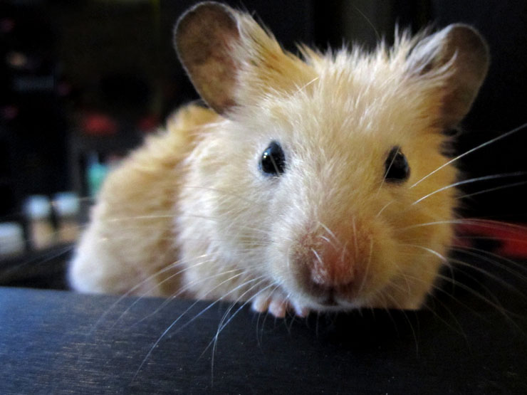 my_hamster_by_sahar85-d3ei25x.jpg