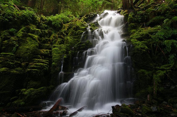 White_Branch_Falls_near_McKenzie_Bridge_Oregon.jpg