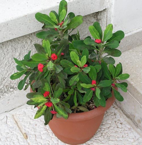 Euphorbia_milii.jpg