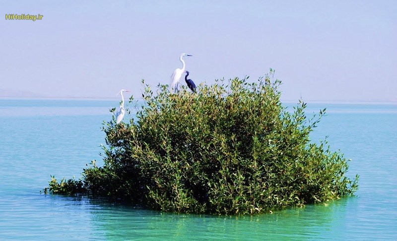 Hara-Forest-Qeshm.jpg